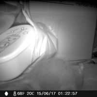 Rat captured on motion sensor camera